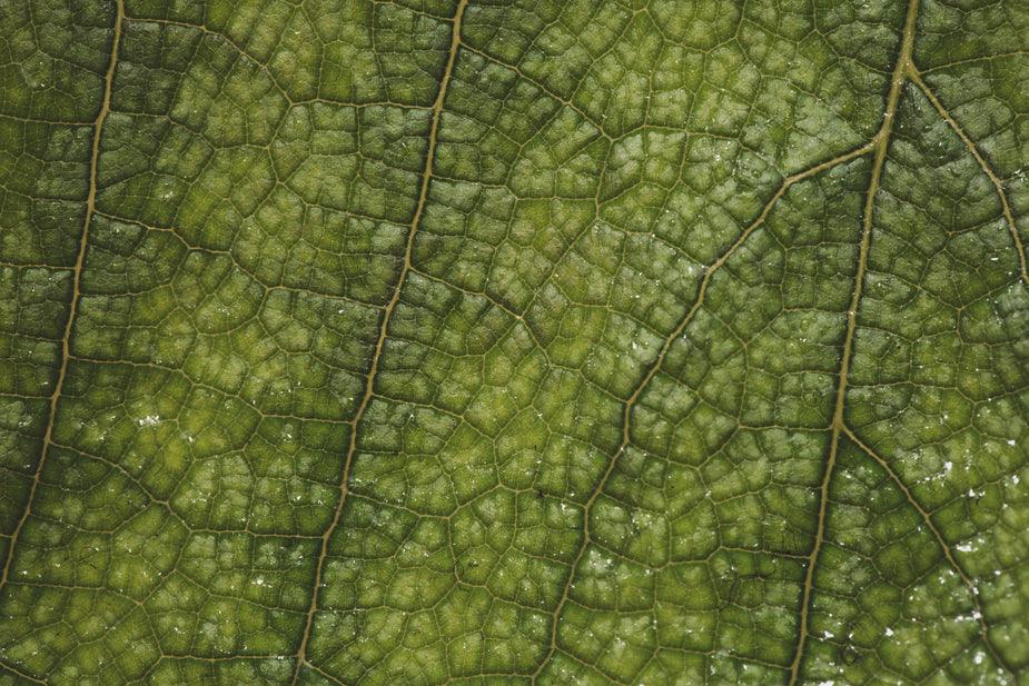 Verdant Glow